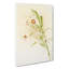 Magnolia Flowers Illustration Tab. 82 by Frederick Sander - Wrapped Canvas Print-55308756