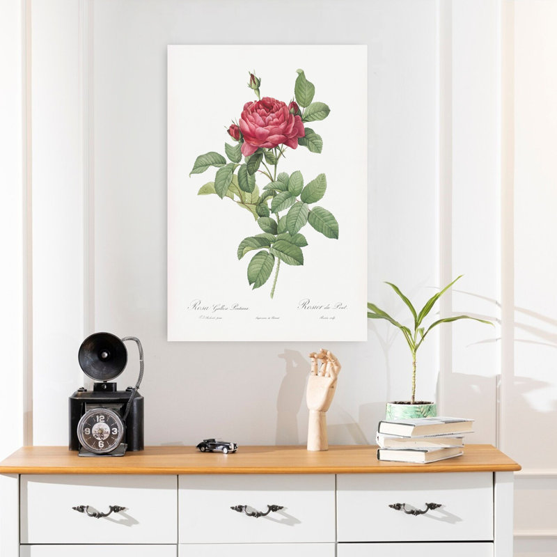 Rosa Gallica Pontiana, art abstrait rétro paysage floral rétro, H 24 po x l 16 po