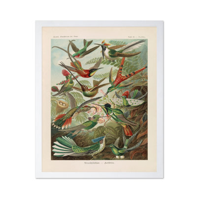 Ernst Haeckel - Hummingbird