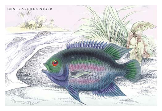 « centrarchus niger » par robert h. schomburgk, reproduction d’art