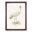 Common Crane by Von Wright - Picture Frame Painting Print-55686130-55686131