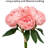 Peony Bundle Arrangement - 5pcs-772012307