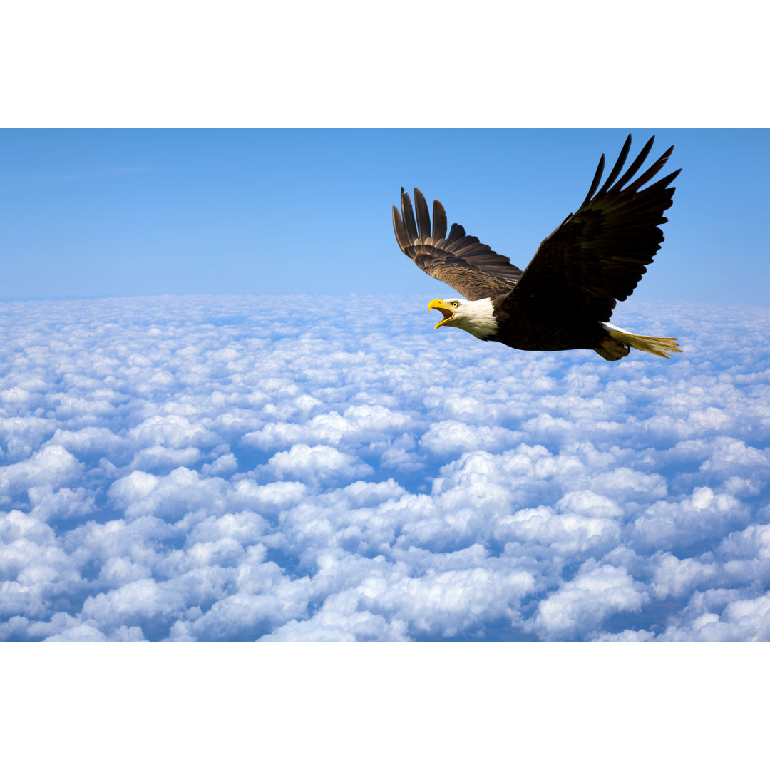 Weißkopfseeadler König des Himmels - Leinwandbild