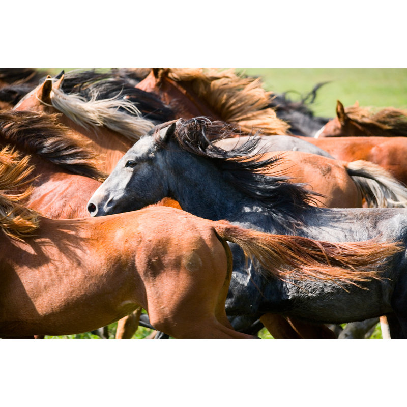 Herd of Young Horses - Wrapped Canvas Photograph, 30cm H x 46cm W