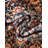 Rugs.com Afsaneh Boutique Rug-103970308