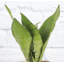 Live Moonshine Snake Plant, 6" Diameter