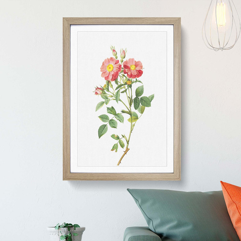 Pink Queen Elizabeth's Sweetbriar Rose by Pierre-Joseph Redoute - Picture Frame Painting Print, 48cm H x 36cm W x 2cm D