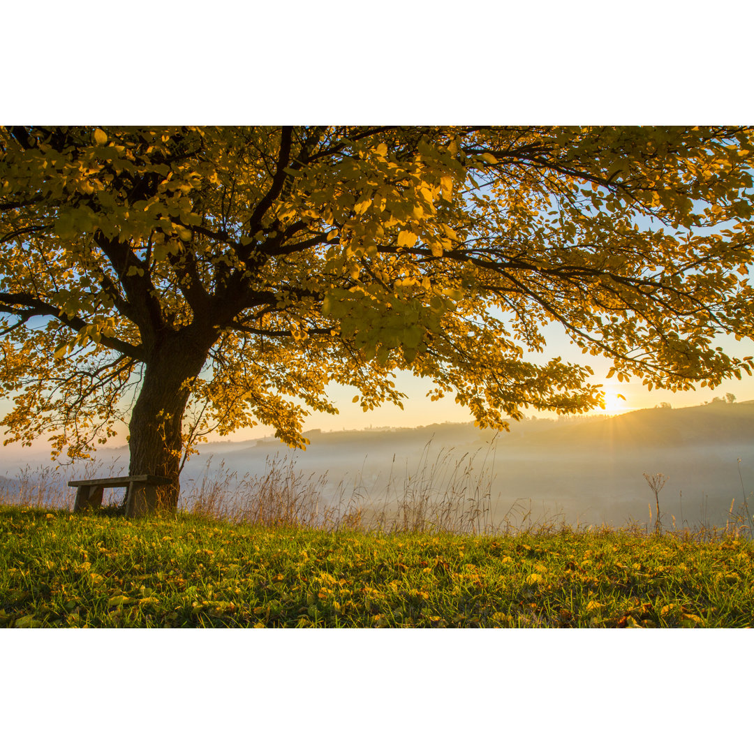 Herbstbaum - Kunstdrucke auf Leinwand - Wrapped Canvas