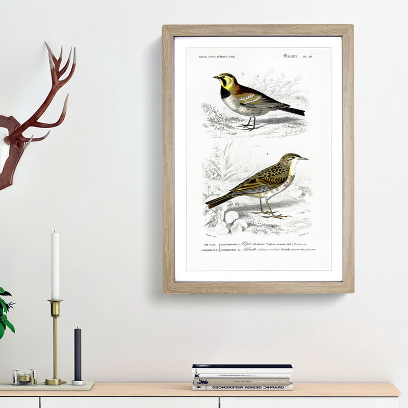 Bird Illustrations PL. 29 by Charles d Orbigny - Framed Print, 63cm H x 45cm W x 2cm D, Oak Framed