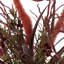 Buisson artificiel 27 po Euphorbia-2081742285