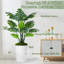150cm Plant