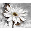 Ensemble de 4 napperons abstraits en polyester tressé marguerite | Décoration intérieure