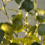 4ft. Lighted Artificial Eucalyptus Tree with 240 Warm White LED Lights