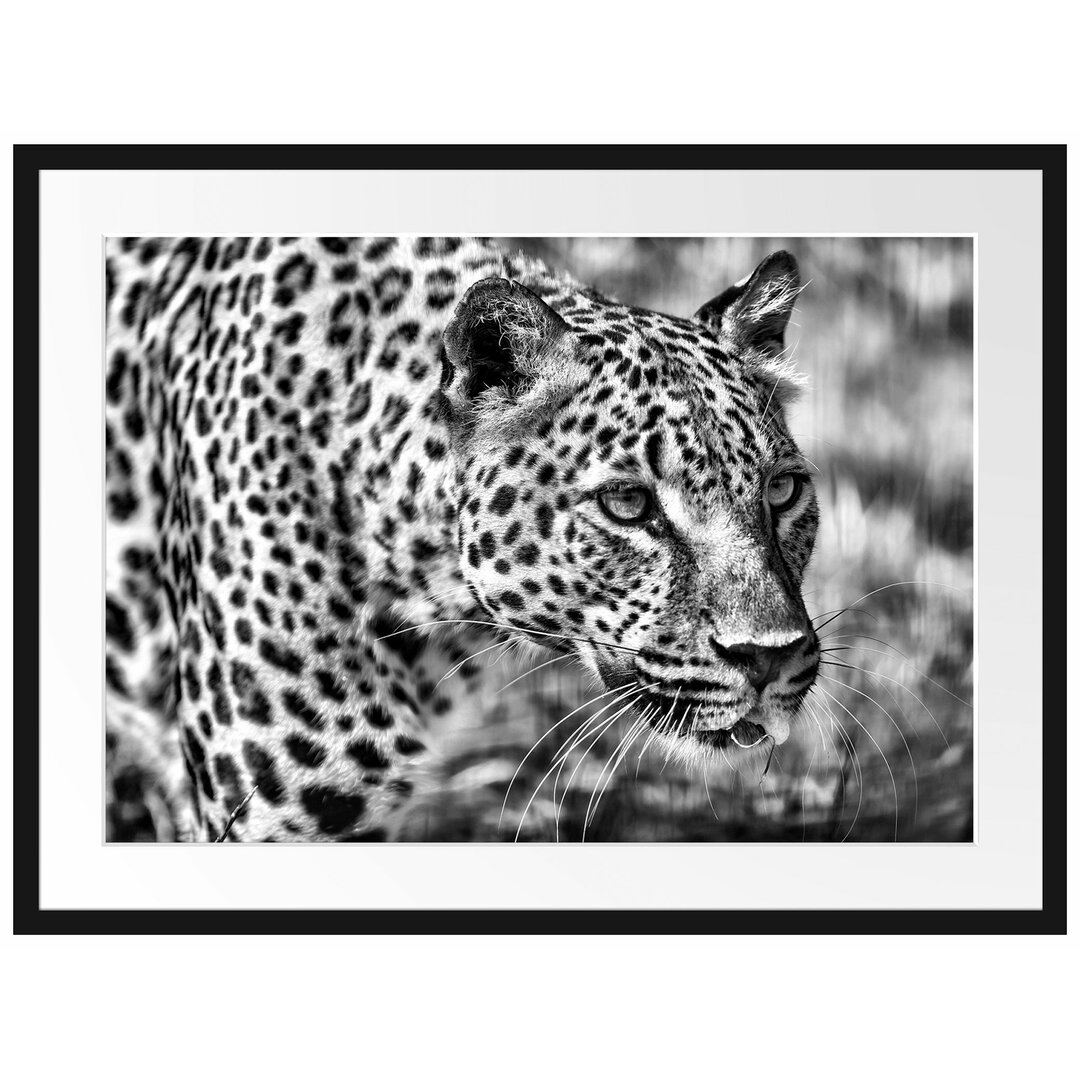 Gerahmtes Poster Schleichender Leopard