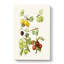 Vintage Illustration Of Gooseberries - Wrapped Canvas Painting-55302863