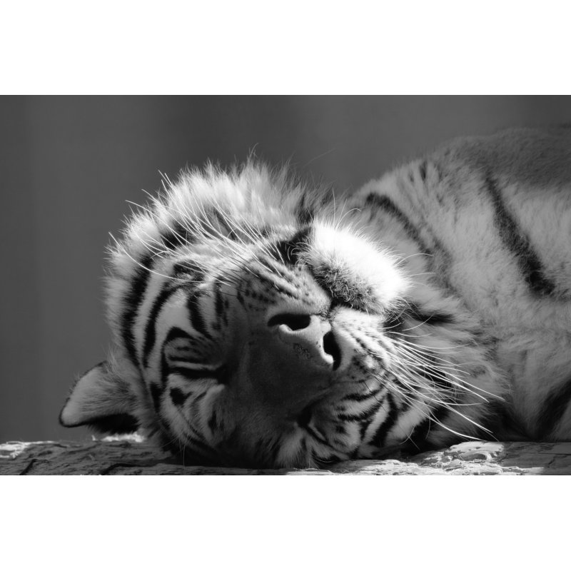 Bunkport Adult Tiger - Wrapped Canvas Print, 30cm H x 46cm W x 3.8cm D