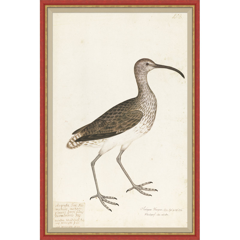 Peinture d'oiseaux du 18e siècle, Re-Strikes XIII
