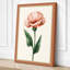 Pink Carnation Study Botanical - Wrapped Canvas-498462758-498462766
