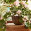 Panier en géranium