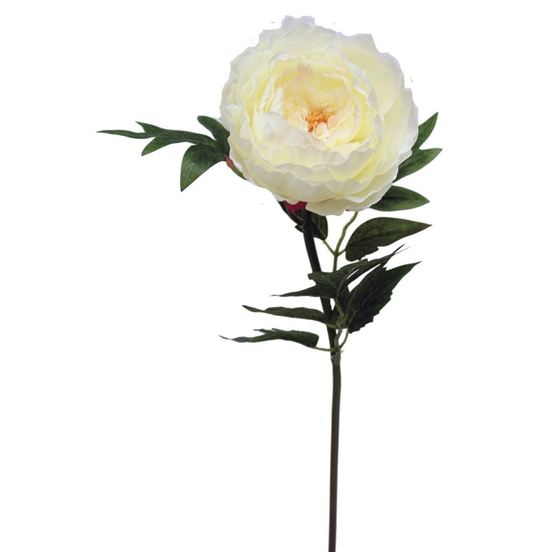 Tige de pivoine, H 24 po x l 5 po x P 5 po, Blanc