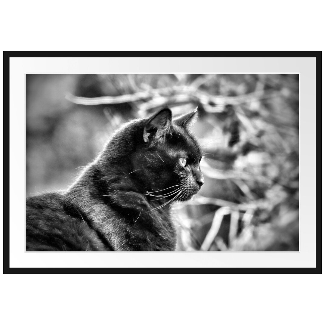 Gerahmtes Poster Schwarze Katze