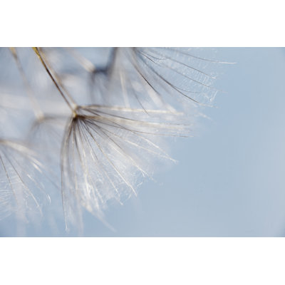 Macro de pissenlit par Mashabuba
