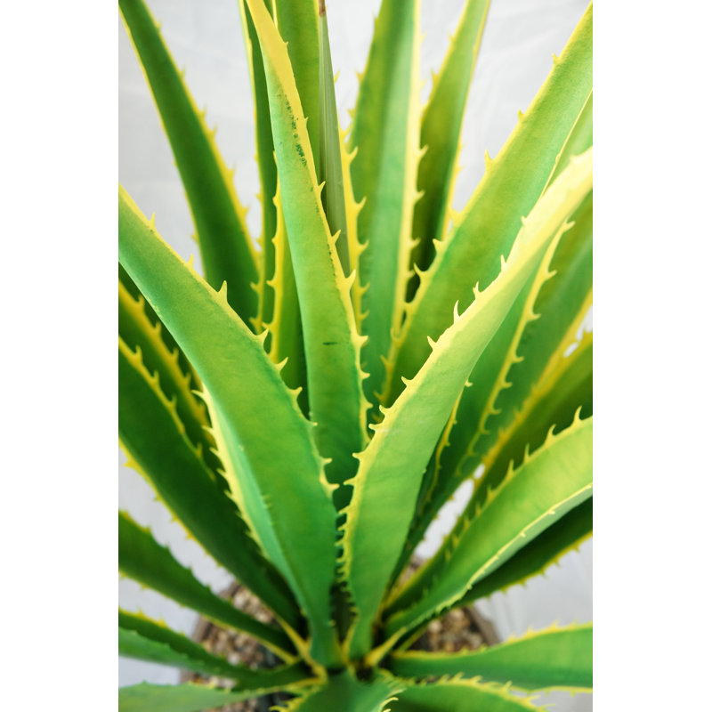 Agave Panama Real Touch