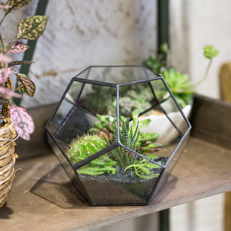 Terrarium géométrique en verre 6,9 po Pentarium