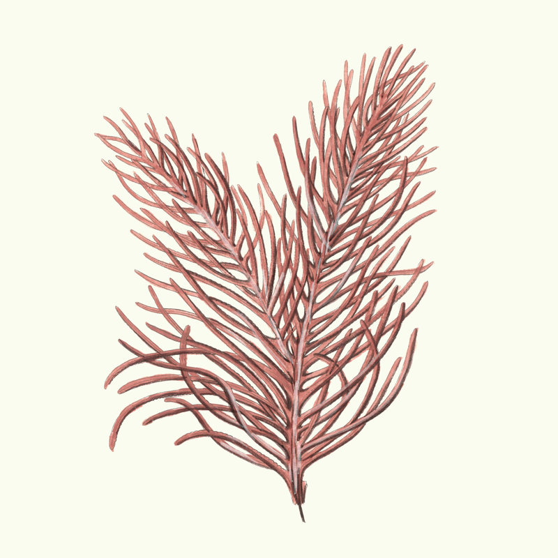 Collection Seaweed II, H 12 po x l 12 po x P 1,25 po