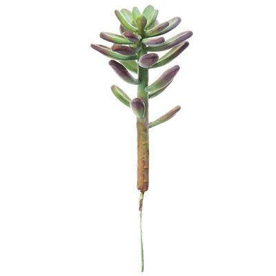 Tige de succulent sedum