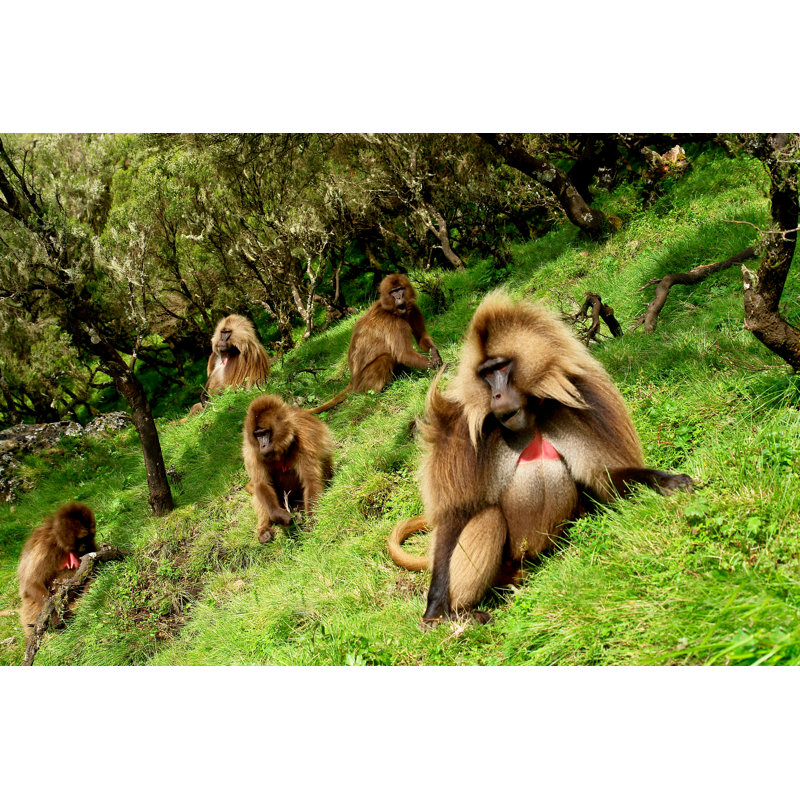 Geladas In Siemen National Park by RobNaw - Wrapped Canvas Print, 20cm H x 30cm W