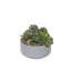 Fausse plante grasse-1257713683