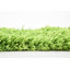 Tapis vert Torun-792322441