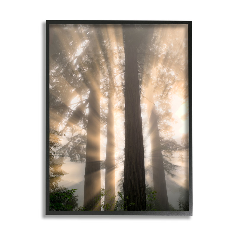 Sun Rays Woodland Trees View, encadré sur bois par Dennis Frates, photographie, Giclée encadrée noir minuit