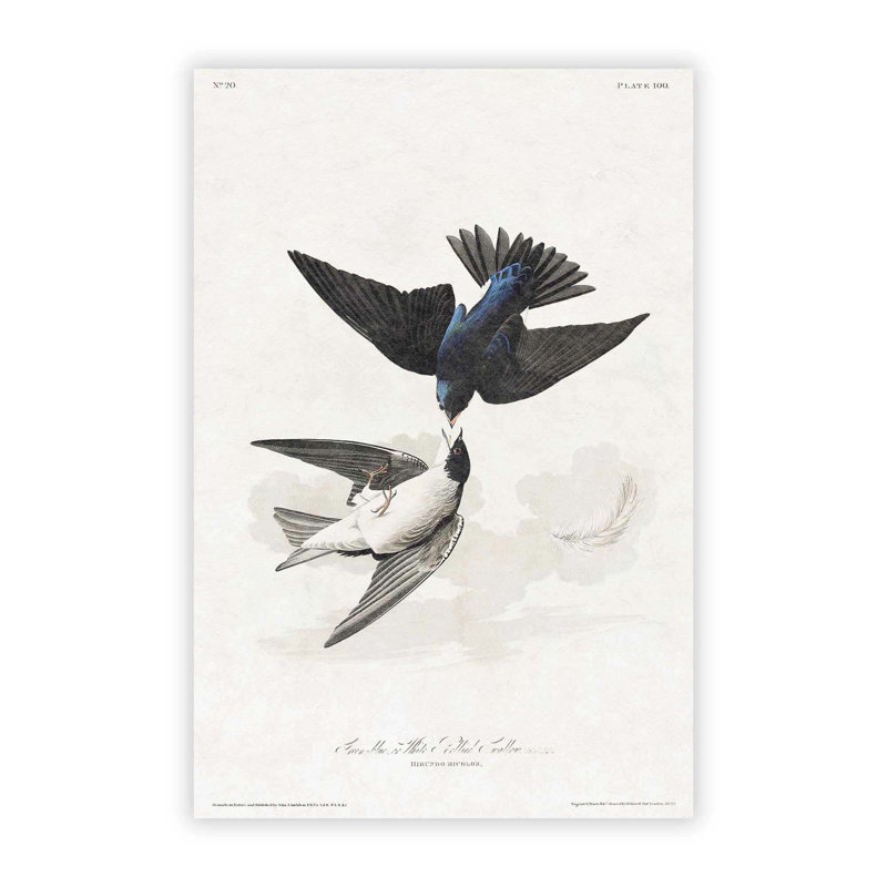 White-Bellied Swallow by John Audubon - No Frame Painting, 59.4 cm H x 42 cm W