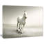 Magnifique cheval blanc qui court - impression sur toile tendue-413930968