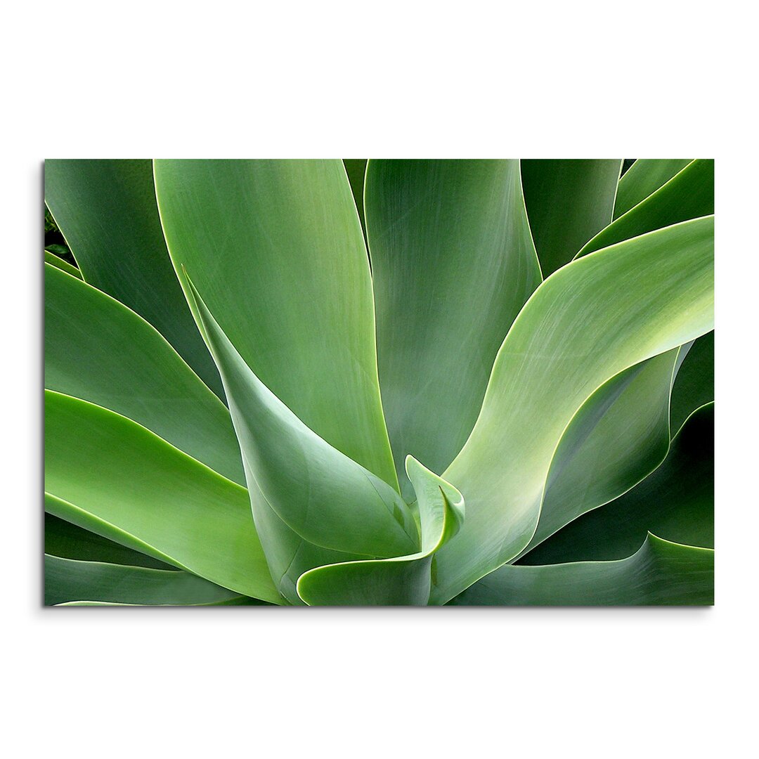 Gerahmter Fotodruck Beautiful Agave Plant