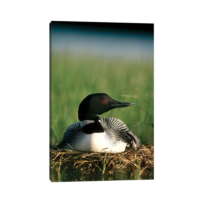 Common Loon Parent On Nest With One Day Old Chick In The Summer, Wyoming by Michael Quinton - Wrapped Canvas Print