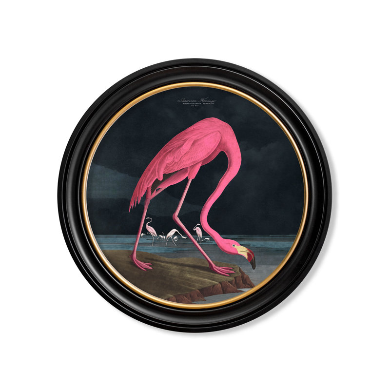Flamingo Dark Background In Round Frame by Audubon - Single Picture Frame Print on Archival Matt 230gsm Paper