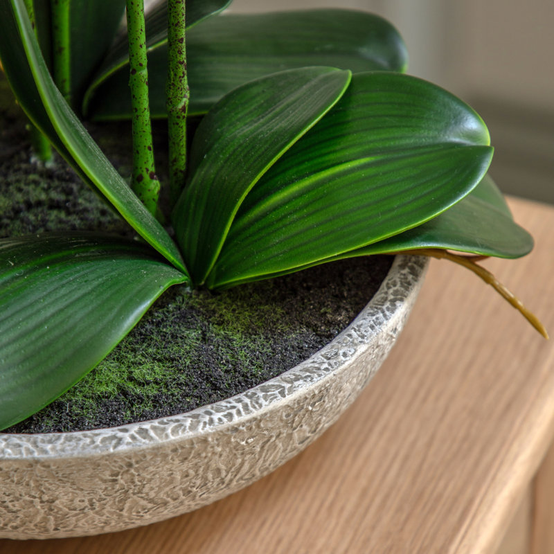 65cm Plant