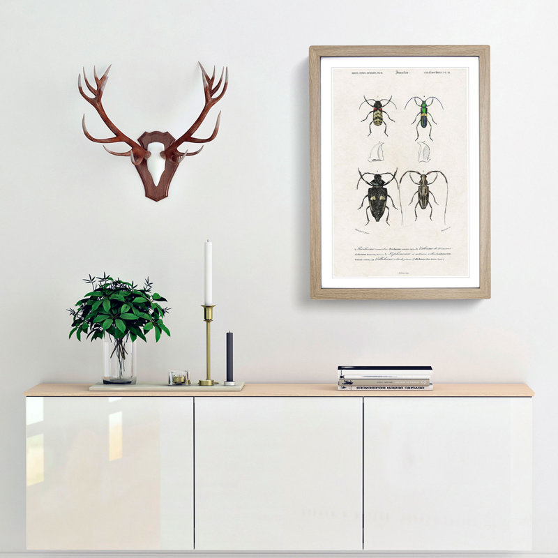 Beetle Illustrations PL.12 by Charles D'Orbigny - Single Picture Frame Print, 33cm H x 24cm W x 2cm D, Oak Framed