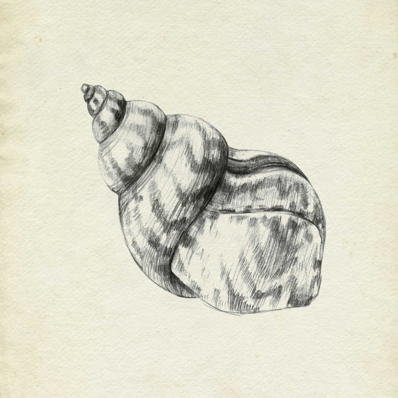 Coquillage croquis au crayon III, H 12 po x l 12 po