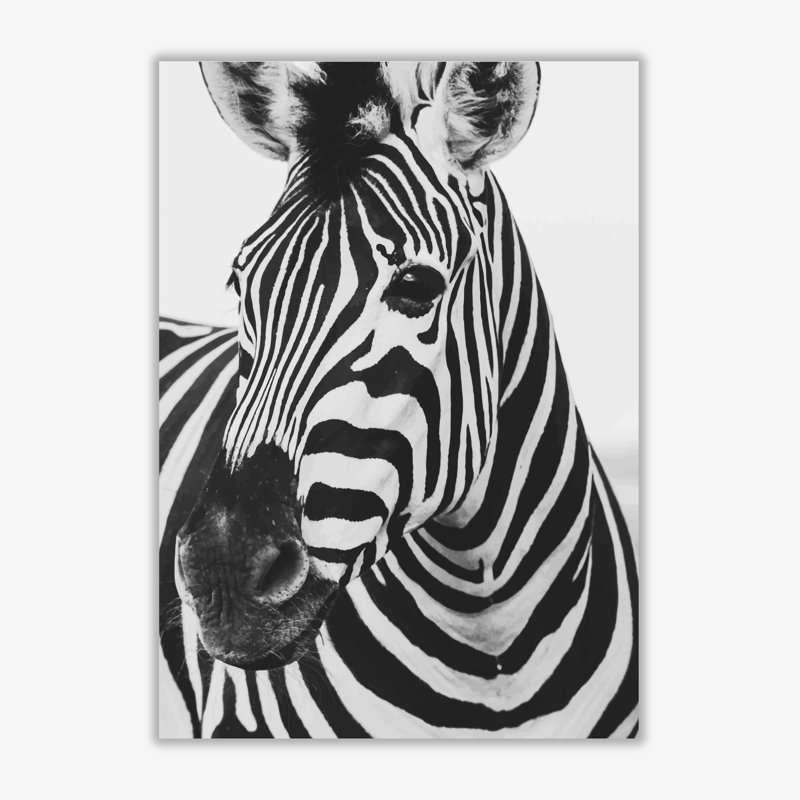 Zebra - Print, 60 cm H x 42 cm W x 1 cm D, No Frame