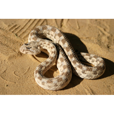 African Saharan Horned Viper in the Sand 1 Piece Wrapped Canvas Wall Art