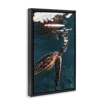 Toile flottante «Blowing Bubbles Turtle» par Max Blakesberg Studios