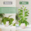 Treillis d'intérieur pour plantes grimpantes 17,5 pouces, plantes