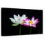 Fleurs de lotus roses et blanches Harnek-108842277