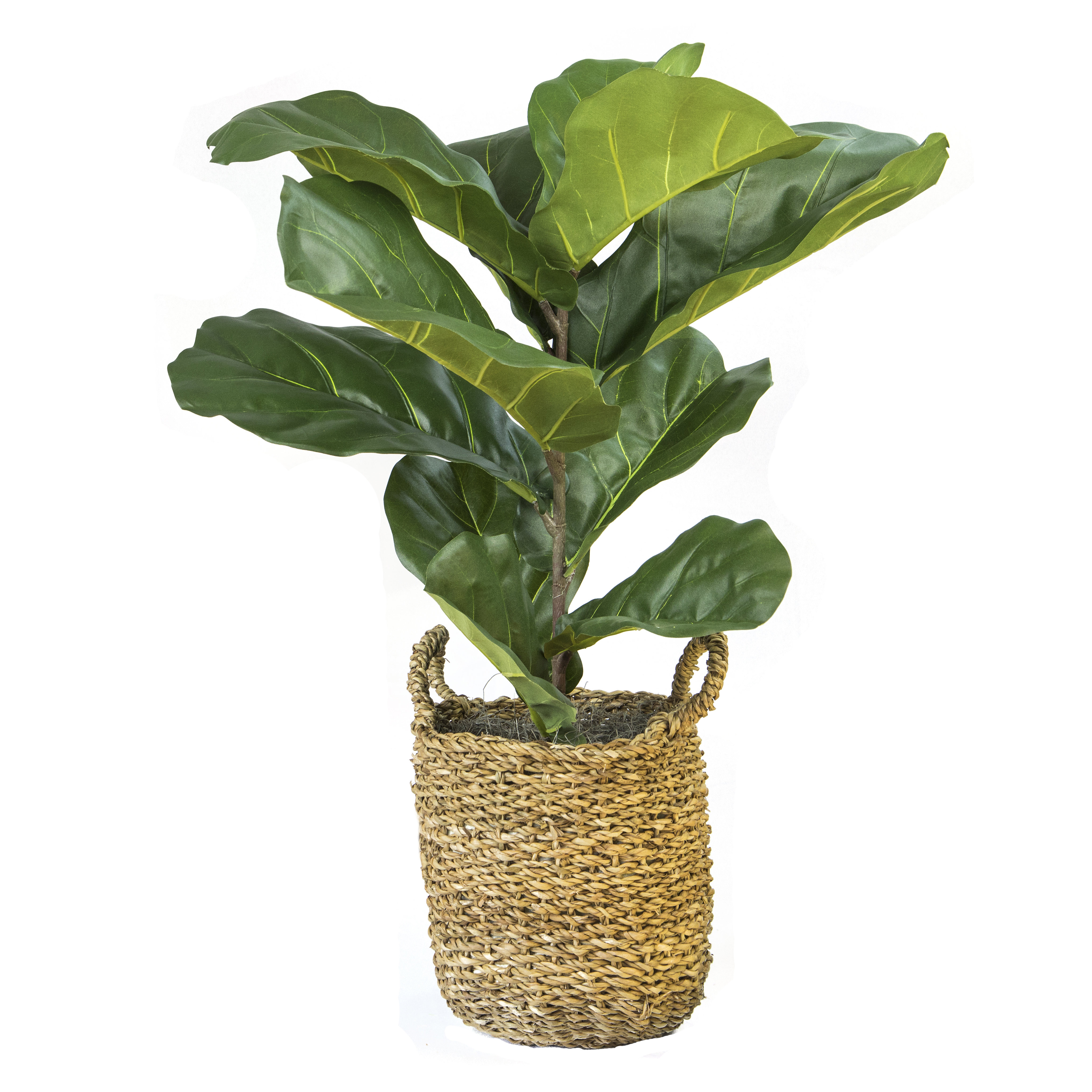 Beachcrest Home™ 36" Artificial Fiddle Leaf Fig Plant in Basket & Reviews | Birch Lane