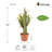 25'' Faux Cactus Plant in Pot