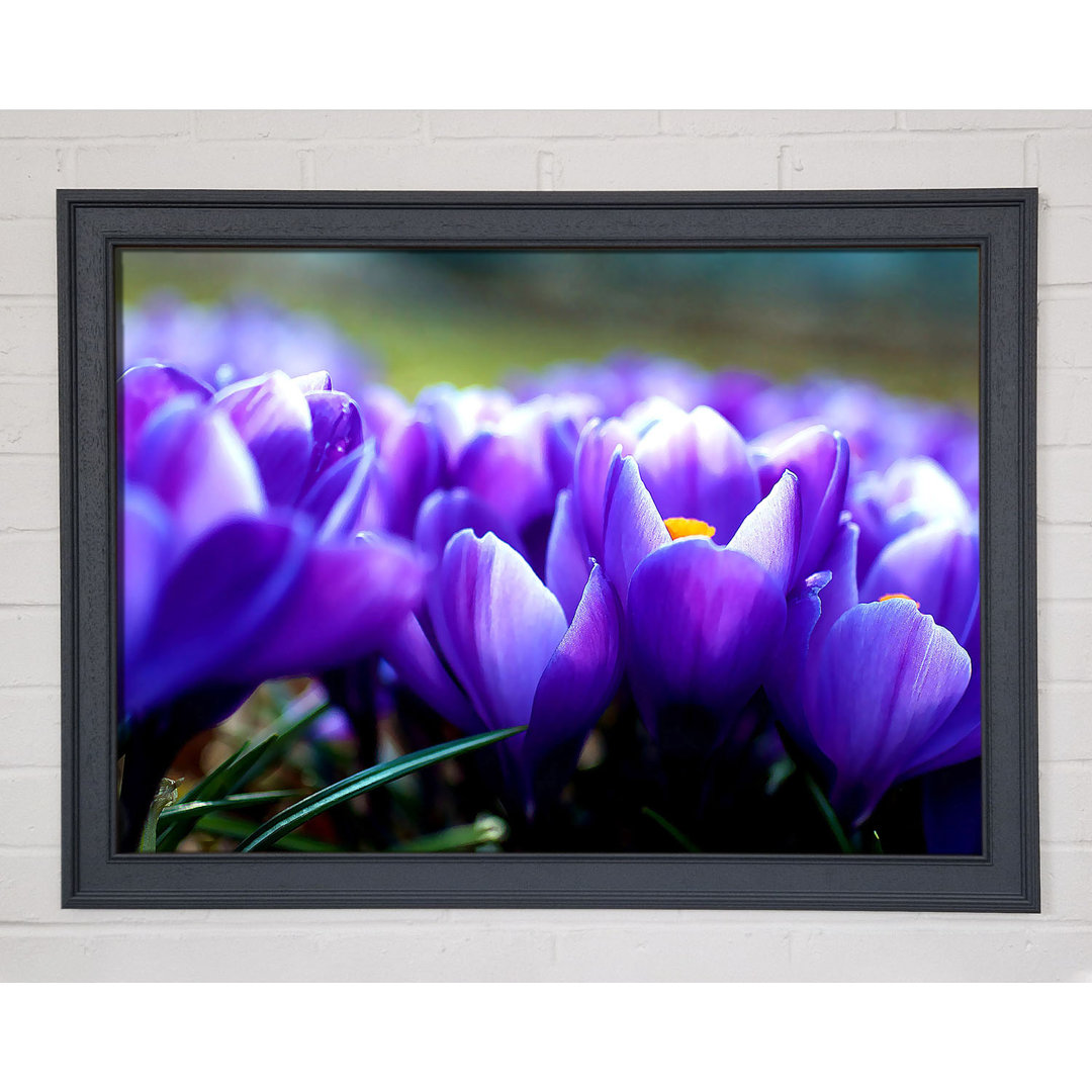 Gerahmtes Wandbild Purple Crocus Garden